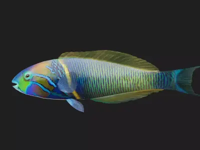 Wrasse Low-poly 3D model 11