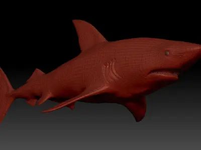 shark great 3D model purchase