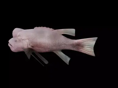 Bodianus reticulatus Low-poly 3D model
