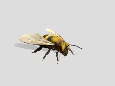 Free High quality rigged bee Free low-poly 3D model