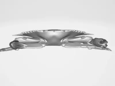 BlueCrab 3D model