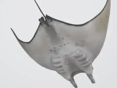 High-Quality Mobula Rays 3D Model Low-poly 3D model