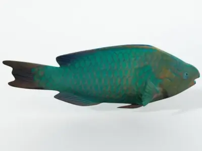Rainbow Parrotfish Low-poly 3D model