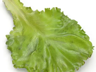 Lettuce Leaf 3D model