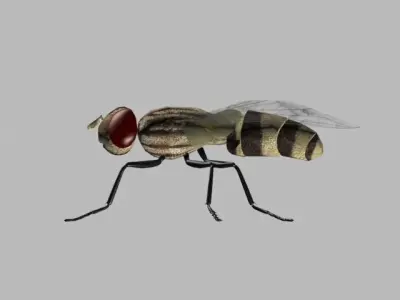 FLY INSECT 3D model buy