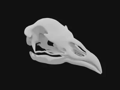 Peacock skull 3D model