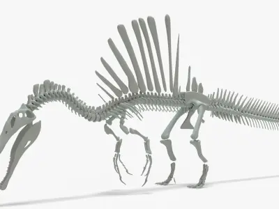 Spinosaurus Rigged Skeleton Low-poly 3D model