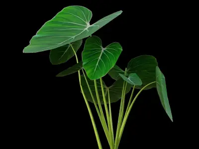 PHILODENDRON TROPICAL PLANTS COLLECTION PART 1 Low-poly 3D model