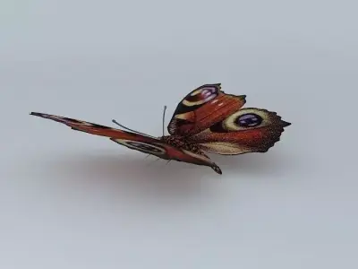 Butterfly peacock Free 3D model