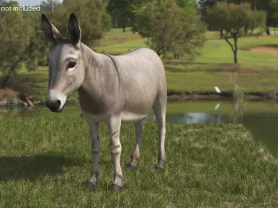  Farm Mammal Donkey 