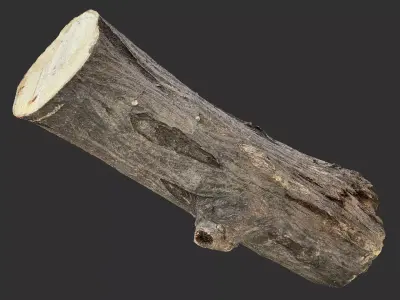 Sawn tree trunk wood 3d scan highpoly 3D model