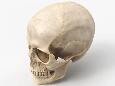  Human Skull 