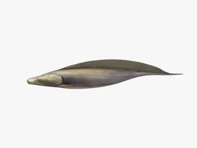 Aba Aba Fish 3D model