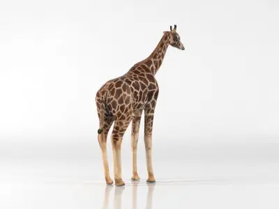 Giraffe Low-poly 3D model 2
