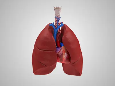  Human Lungs and Heart 