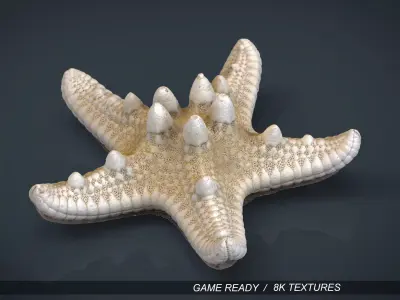 Starfish Low-poly 3D model order