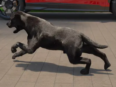 Black Labrador Dog Running Fur Animated Rigged for Cinema 4D 3D model purchase