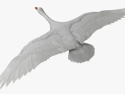 Chen Caerulescens "Snow Goose Albino" 3D model