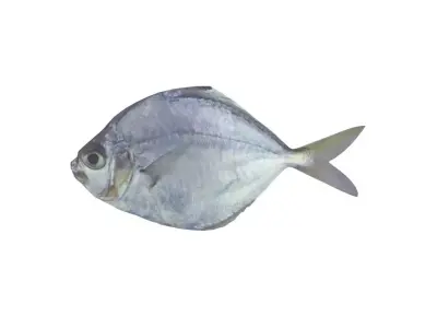 Pony Fish Low-poly 3D model