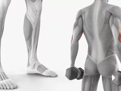 Male Muscular System Anatomy Biceps Curls 3D model purchase