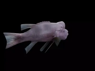 Bodianus reticulatus Low-poly 3D model