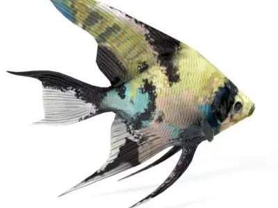 Scalar fish Low-poly 3D model