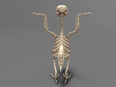 Birds - Skeletal  Low-poly 3D model