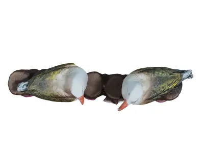 brid sculpt 3D model