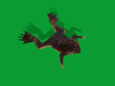 Surinam Toad Free 3D model