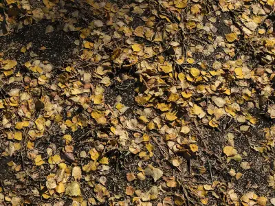Autumn leaves Texture Free 3D model