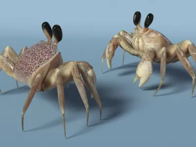  Atlantic Beach Crab Looking Pose Pink Beige 