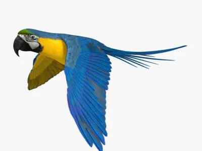  Ara Ararauna 'Blue-and-yellow Macaw Parrot' 
