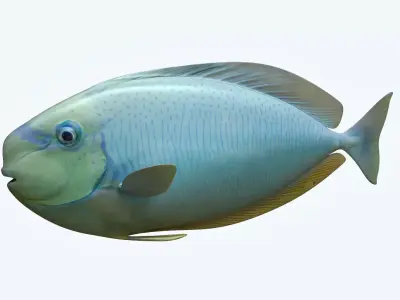 Pale Fish 3D model