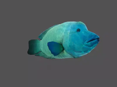 Napoleon fish Low-poly 3D model