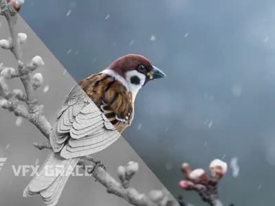 Sparrow Animated VFX Grace 3D model