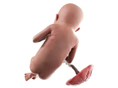 Fetus Week 22 Animated 3D model