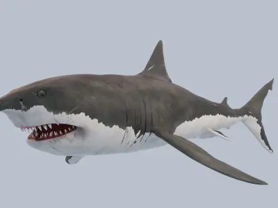 Great White Shark Low-poly 3D model 15