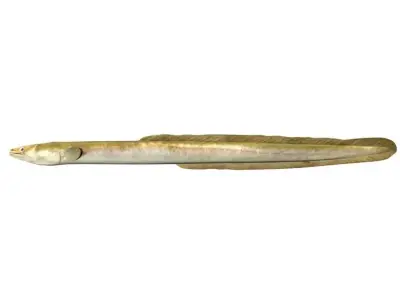 Eel Fish 3D model purchase