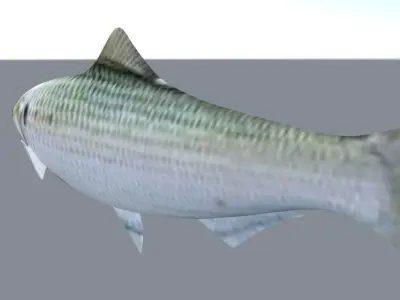 fish low poly shark Low-poly 3D model