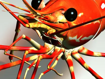 Shrimp 3D model order