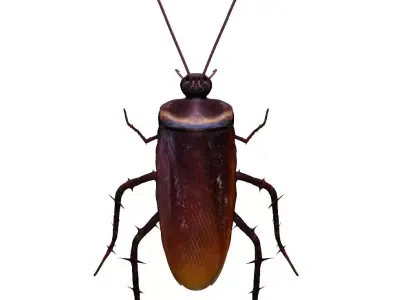 Home Cockroach Low-poly 3D model