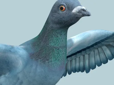 Pigeon Low-poly 3D model shop