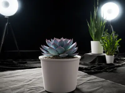  Echeveria Morning Beauty Succulent Potted Plant Model  purchase