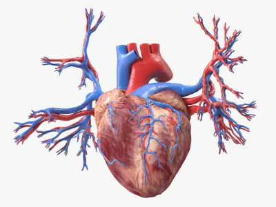 Womens Heart 3D model