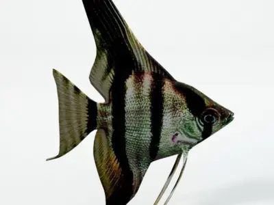 Angelfish Low-poly 3D model