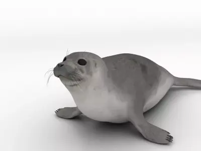 seal 3d model 3D model