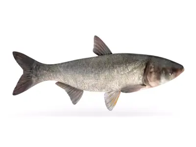 Silver Carp Fish 3D model