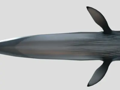 Low Poly Whale Game Asset Low-poly 3D model