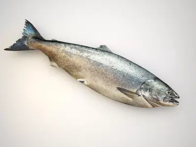 Fresh Raw Salmon 3D model