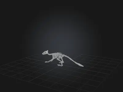 Realistic Raccoon Skeleton Model Low-poly 3D model